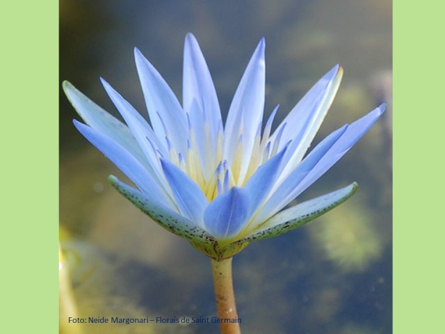 Lotus Azul Florais de Saint Germain Neide Margonari